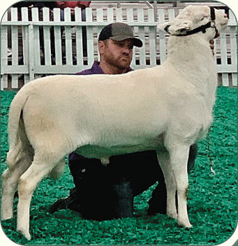 March Ram Lamb SRS 438 Handled by Tim Gadsby NAILE 2019