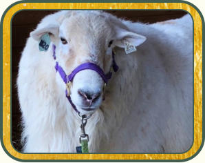 Centralia, former herd sire at Salmon Run Farms