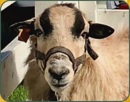 Winchester, herd sire at Salmon Run Farms