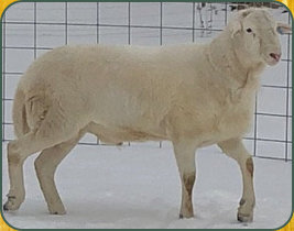 Doc Bar, herd sire at Salmon Run Farms