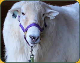 Centralia, former herd sire at Salmon Run Farms