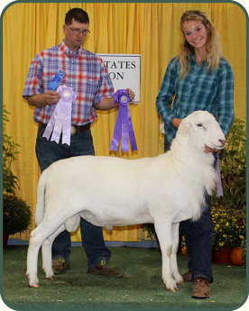 Junior Exhibitor Champion Ram, Salmon Run Farms