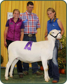 Junior Exhibitor Champion Ewe, Salmon Run Farms