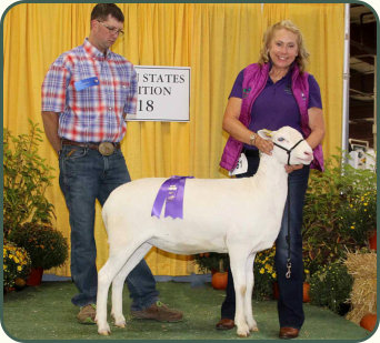 2018 Grand Champion Ewe, Salmon Run Farms