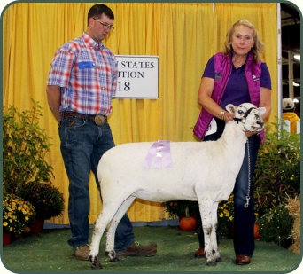 2018 Reserve Champion Ewe, Salmon Run Farms