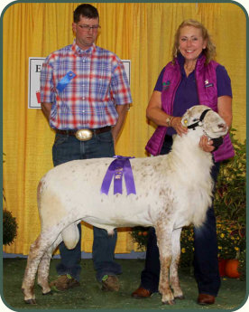 Grand Champion Ram, 2018 Big E, Salmon Run Farms