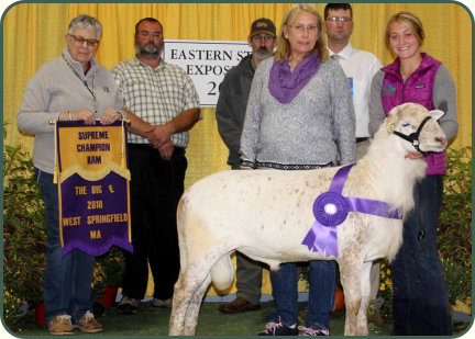 Confirmed, 2018 Supreme Champion Ram, Salmon Run Farms