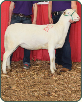 Champion Ewe, 2018 Big Ohio Sale, Salmon Run Farms