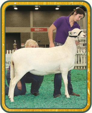 SRS 386, National Reserve Champion Ewe - Salmon Run Farms