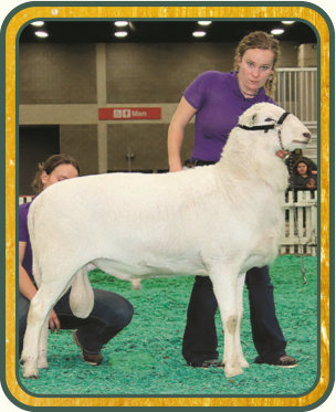 SRS 470, 1st Yearling Ram & Senior Res. Champion Ram - Salmon Run Farms