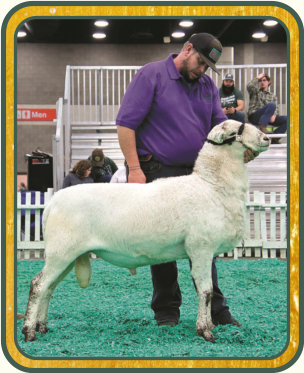 SRS 480 "Power Drive", National Reserve Champion Ram - Salmon Run Farms