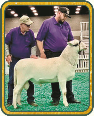 SRS 626, National Champion Ram, 1st Feb. Ram Lamb - Salmon Run Farms