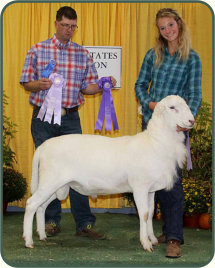 Junior Exhibitor Champion Ram, Salmon Run Farms