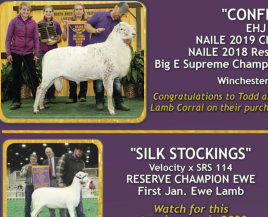 Confirmed, 2019 NAILE Champion Ram - Salmon Run Farms