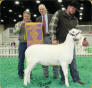 SILK STOCKINGS, RESERVE CHAMPION EWE First Jan. Ewe Lamb - Salmon Run Farms