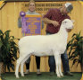 SILK STOCKINGS, RESERVE CHAMPION EWE First Jan. Ewe Lamb - Salmon Run Farms