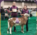 RKA 104 Champion Ram March Ram Lamb - Salmon Run Farms