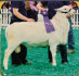 SRS 407 Junior Champion Ram - Salmon Run Farms