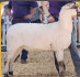 Razzle Dazzle 2nd Fall Ewe Lamb - Salmon Run Farms