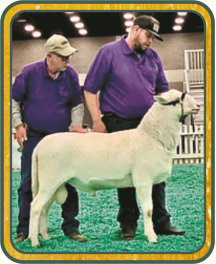 SRS 626, National Champion Ram, 1st Feb. Ram Lamb - Salmon Run Farms